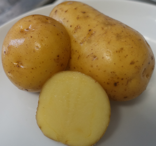 Kartoffelsorte Krone