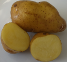 Kartoffelsorte Sieglinde